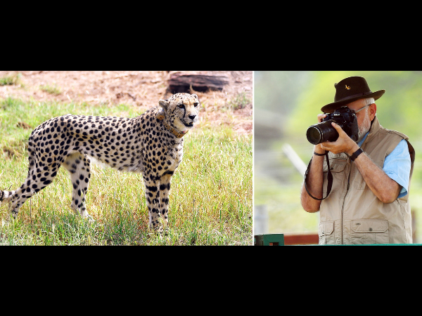 PM Narendra Modi shoots cheetah picture in an Indian national park