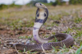 snake-school-kerala