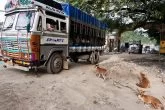 Bus stray dog cruelty to animals